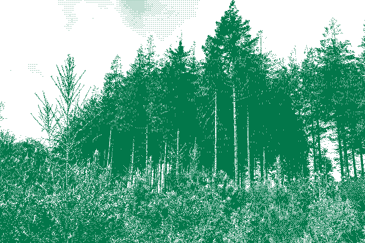 Forêt